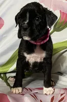 Dark Pink-ACA 50% Euro, a female Boxer for sale in Methuen, MA – Photo 3 of 7