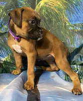Purple-AKC 50% Euro, a female Boxer for sale in Methuen, MA – 5 of 8