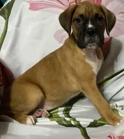 Red-ACA 37.5% Euro, a male Boxer for sale in Methuen, MA – 7 of 10