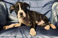 Blue-AKC 37.5% Euro, a male Boxer for sale in Methuen, MA – 4 of 4