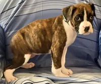 Aqua-AKC 37.5% Euro, a female Boxer for sale in Methuen, MA – Photo 2 of 6