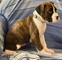 Aqua-AKC 37.5% Euro, a female Boxer for sale in Methuen, MA – Photo 4 of 6