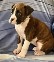 Aqua-AKC 37.5% Euro, a female Boxer for sale in Methuen, MA – Photo 3 of 6