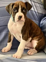 Aqua-AKC 37.5% Euro, a female Boxer for sale in Methuen, MA – Photo 1 of 6