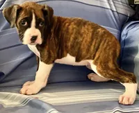 Aqua-AKC 37.5% Euro, a female Boxer for sale in Methuen, MA – Photo 6 of 6