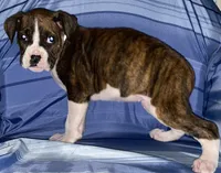 Aqua-AKC 37.5% Euro, a female Boxer for sale in Methuen, MA – Photo 5 of 6