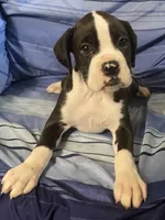 Orange-Pending Jessica , a female Boxer for sale in Methuen, MA – 4 of 10