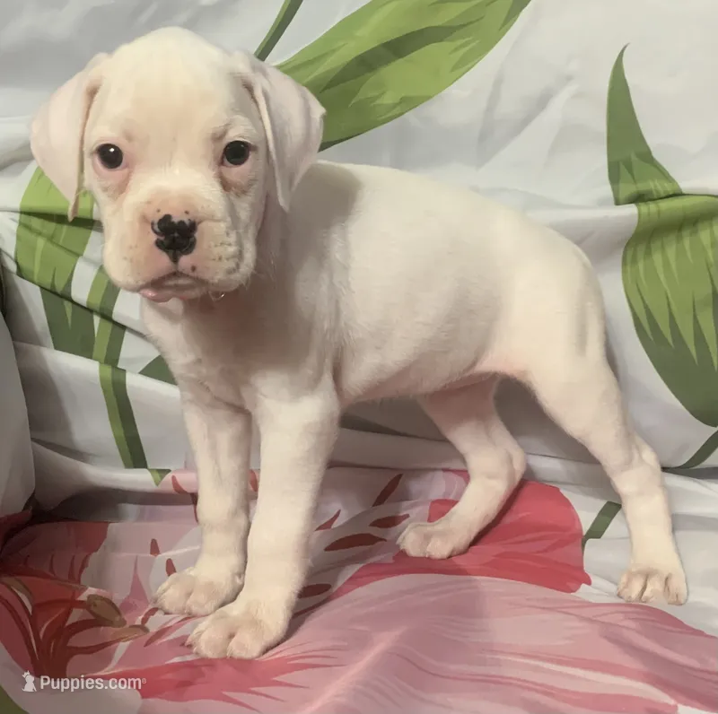 Pink-50% Euro – Boxer puppy for sale in Methuen, MA