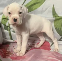 Pink-50% Euro, a female Boxer for sale in Methuen, MA – 1 of 8