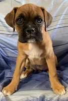 Brown-ACA 87.5% European, a female Boxer for sale in Methuen, MA – 4 of 7