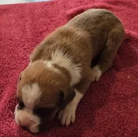 Green Stripe-AKC 50% Euro, a male Boxer for sale in Methuen, MA – 5 of 6