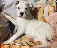 Tan-ACA 50% Euro, a male Boxer for sale in Methuen, MA – 1 of 10