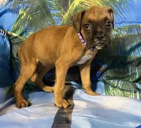 Purple-AKC 50% Euro, a female Boxer for sale in Methuen, MA – 8 of 8