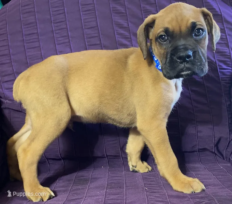 Blue-ACA 37.5% Euro – Boxer puppy for sale in Methuen, MA