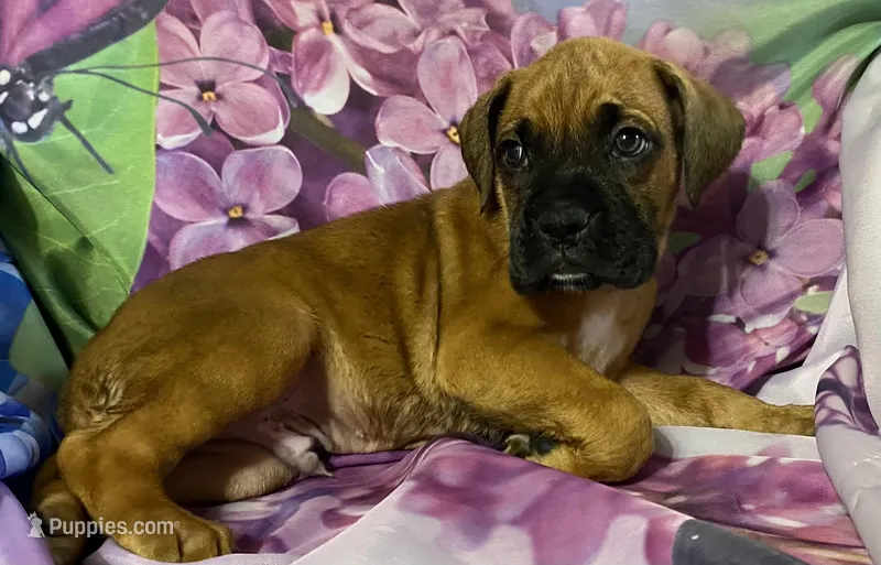 Blue-ACA 37.5% Euro – Boxer puppy for sale in Methuen, MA
