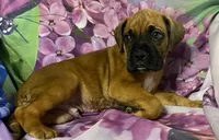 Blue-ACA 37.5% Euro, a male Boxer for sale in Methuen, MA – Photo 1 of 9