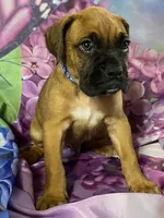 Blue-ACA 37.5% Euro, a male Boxer for sale in Methuen, MA – Photo 2 of 9