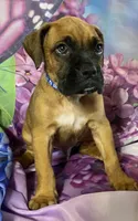 Blue-ACA 37.5% Euro, a male Boxer for sale in Methuen, MA – Photo 3 of 9