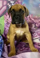Blue-ACA 37.5% Euro, a male Boxer for sale in Methuen, MA – Photo 4 of 9