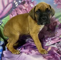 Blue-ACA 37.5% Euro, a male Boxer for sale in Methuen, MA – Photo 9 of 9