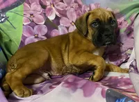 Blue-ACA 37.5% Euro, a male Boxer for sale in Methuen, MA – Photo 8 of 9