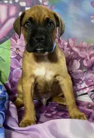 Blue-ACA 37.5% Euro, a male Boxer for sale in Methuen, MA – Photo 5 of 9