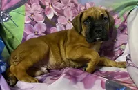 Blue-ACA 37.5% Euro, a male Boxer for sale in Methuen, MA – Photo 6 of 9
