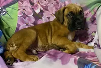 Blue-ACA 37.5% Euro, a male Boxer for sale in Methuen, MA – Photo 7 of 9