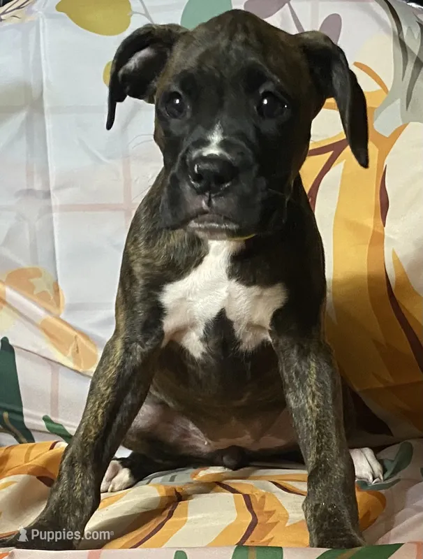 Yellow-AKC 37.5% Euro – Boxer puppy for sale in Methuen, MA