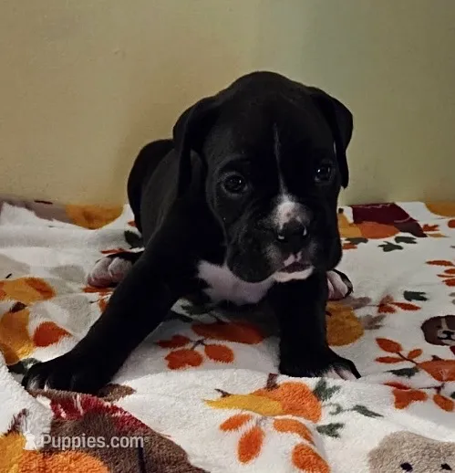 Green-AKC 50% Euro – Boxer puppy for sale in Methuen, MA