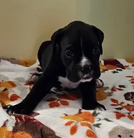Green-AKC 50% Euro, a male Boxer for sale in Methuen, MA – 1 of 6
