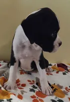 Tan-AKC 50% Euro, a male Boxer for sale in Methuen, MA – 2 of 7