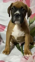 Aqua-Pending Jackie, a male Boxer for sale in Methuen, MA – 7 of 10