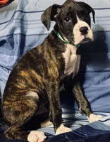 Green-AKC 37.5% Euro, a male Boxer for sale in Methuen, MA – 5 of 6