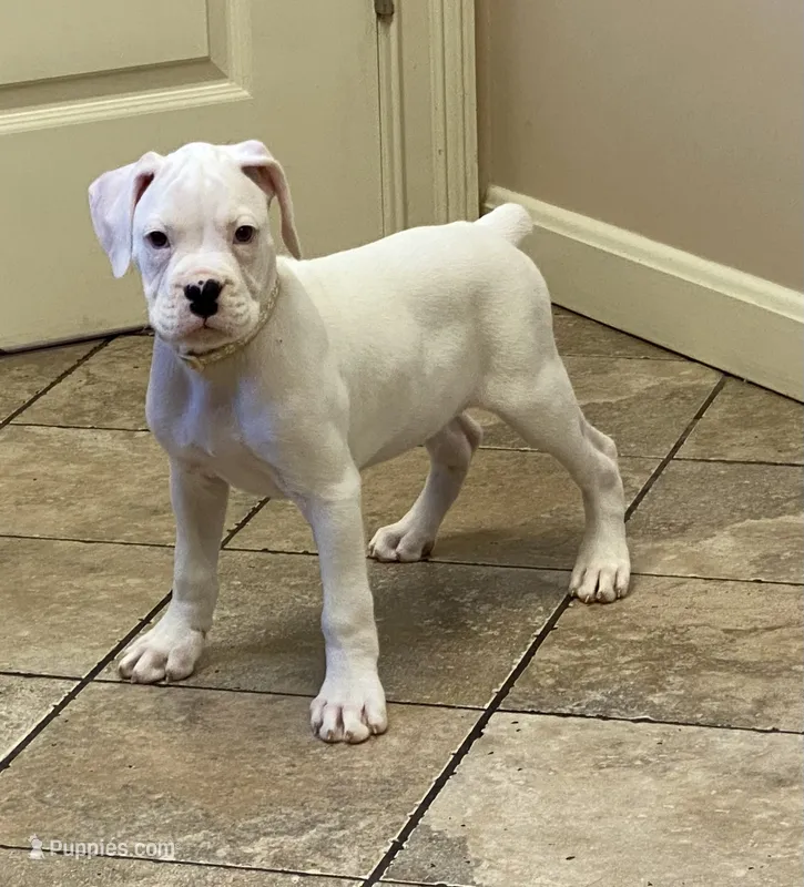 Tan-ACA 50% Euro – Boxer puppy for sale in Methuen, MA