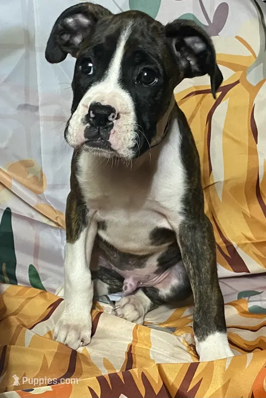 Blue-AKC 37.5% Euro – Boxer puppy for sale in Methuen, MA