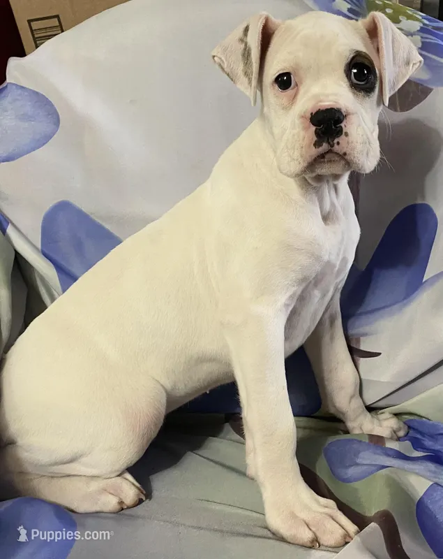 Brown-AKC 37.5% Euro