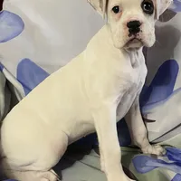 Brown-Pending Patrick&Logan, a female Boxer for sale in Methuen, MA – Photo 1 of 10