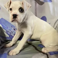 Brown-Pending Patrick&Logan, a female Boxer for sale in Methuen, MA – Photo 2 of 10