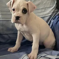 Brown-Pending Patrick&Logan, a female Boxer for sale in Methuen, MA – Photo 10 of 10