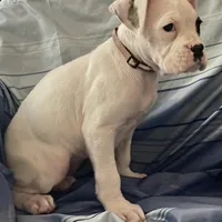 Brown-Pending Patrick&Logan, a female Boxer for sale in Methuen, MA – Photo 9 of 10