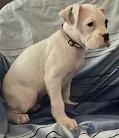 Brown-AKC 37.5% Euro, a female Boxer for sale in Methuen, MA – Photo 3 of 5