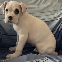 Brown-Pending Patrick&Logan, a female Boxer for sale in Methuen, MA – Photo 8 of 10