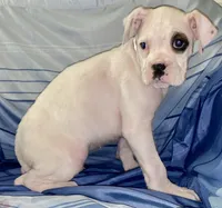 Brown-AKC 37.5% Euro, a female Boxer for sale in Methuen, MA – Photo 5 of 5