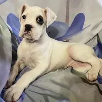 Brown-Pending Patrick&Logan, a female Boxer for sale in Methuen, MA – Photo 4 of 10