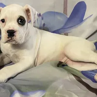 Brown-Pending Patrick&Logan, a female Boxer for sale in Methuen, MA – Photo 3 of 10