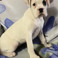 Brown-Pending Patrick&Logan, a female Boxer for sale in Methuen, MA – Photo 5 of 10