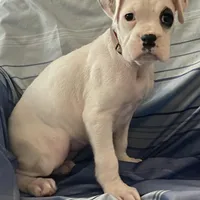 Brown-Pending Patrick&Logan, a female Boxer for sale in Methuen, MA – Photo 7 of 10