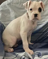 Brown-AKC 37.5% Euro, a female Boxer for sale in Methuen, MA – Photo 1 of 5