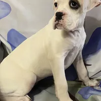 Brown-Pending Patrick&Logan, a female Boxer for sale in Methuen, MA – Photo 6 of 10